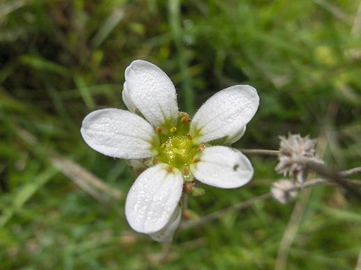 Saxifraga bulbifera